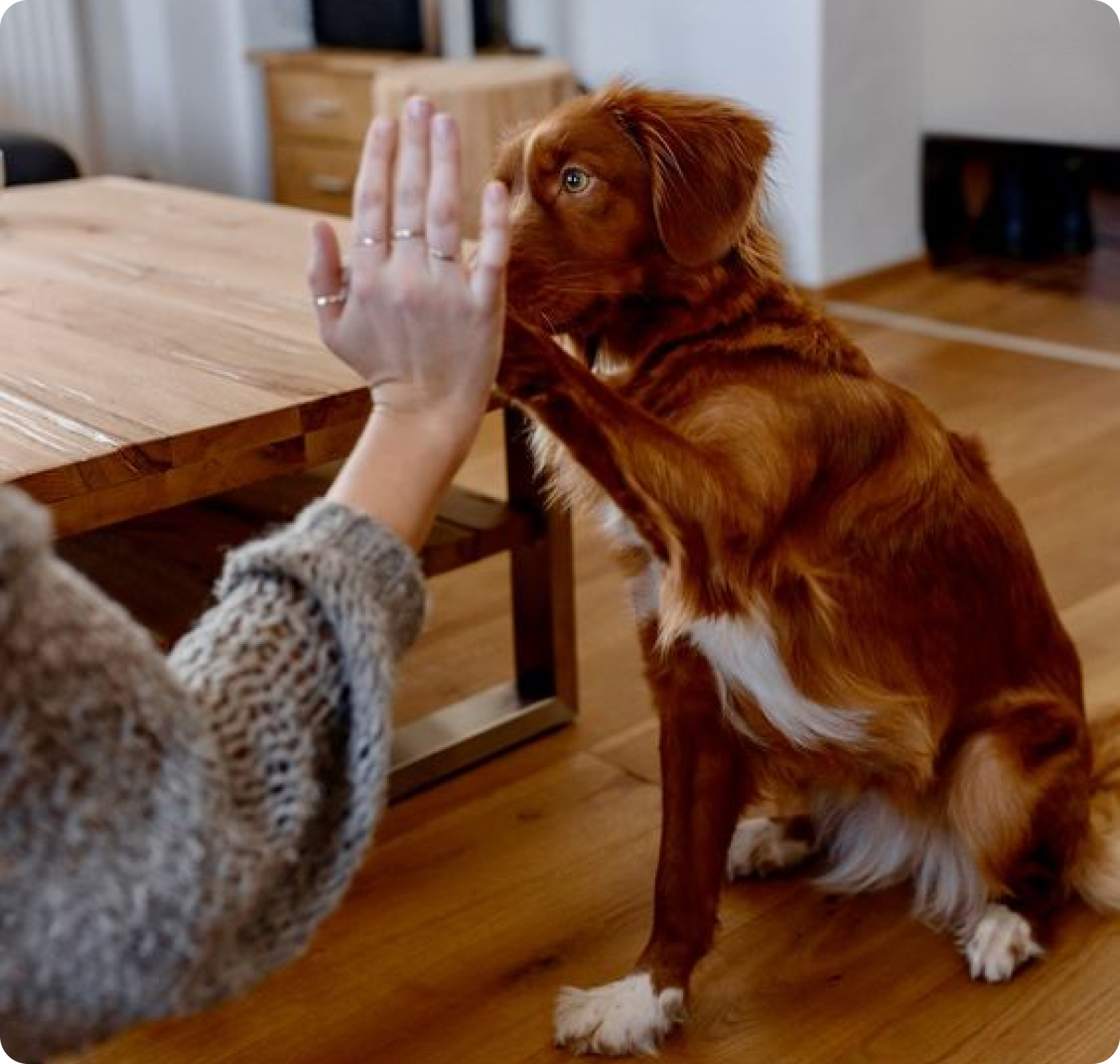 A dog looking at a sad woman