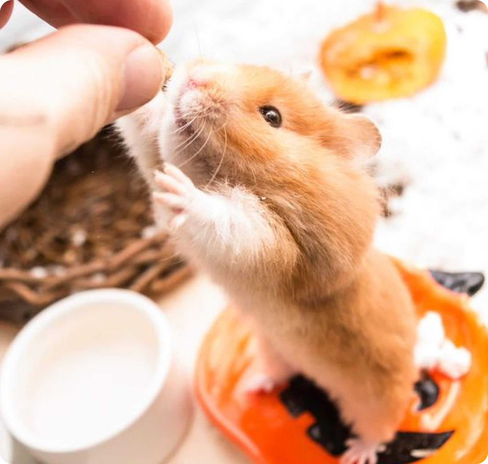 A woman snuggling a hamster